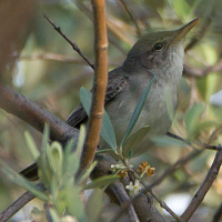 Olive-tree Warbler